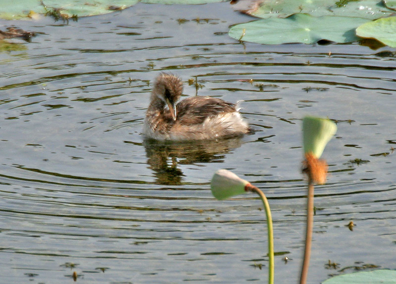 A little grebe preening on still water, reflected below