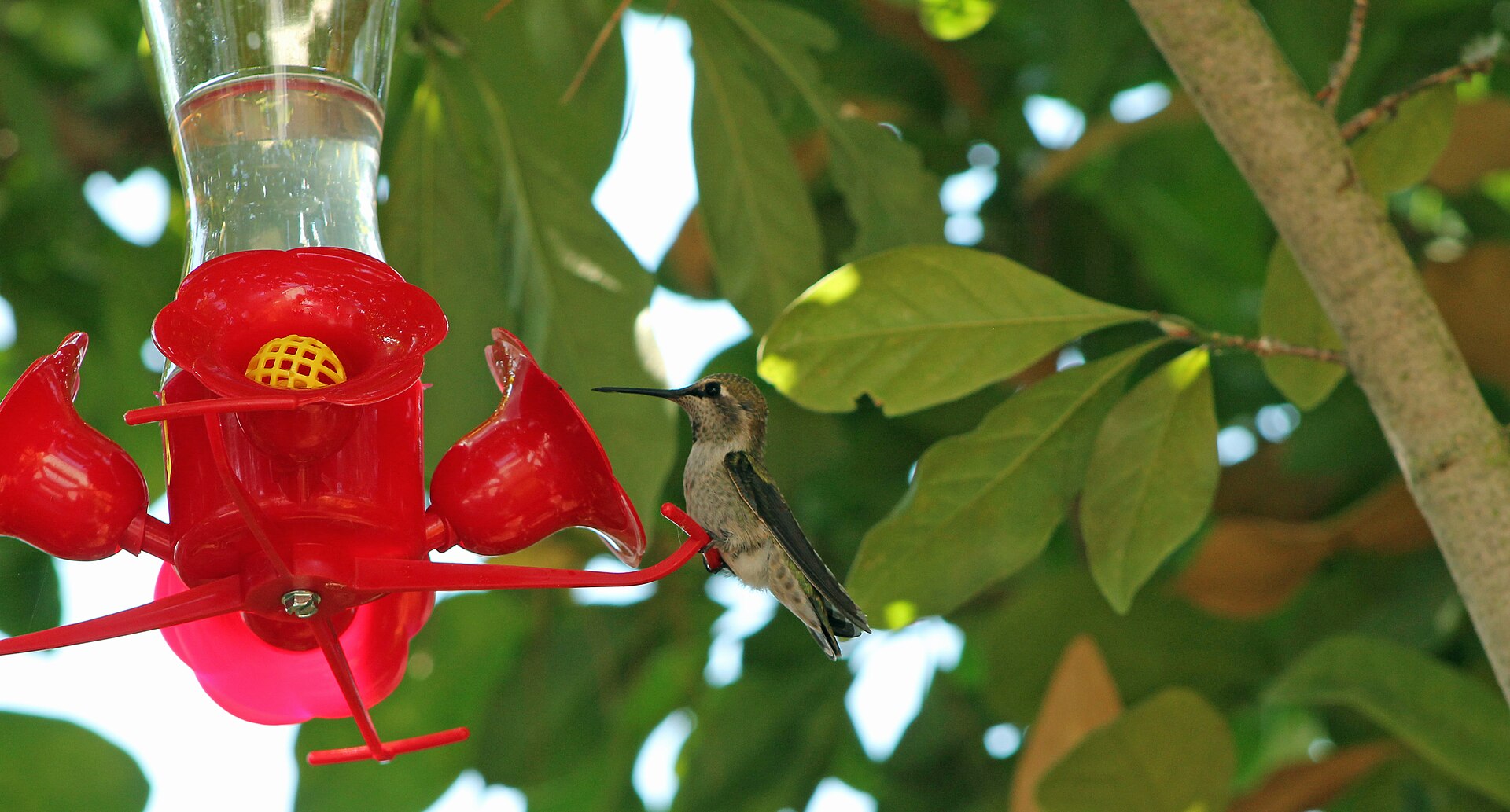 Male Anna's Hummingbird photographed in Sonoma, California