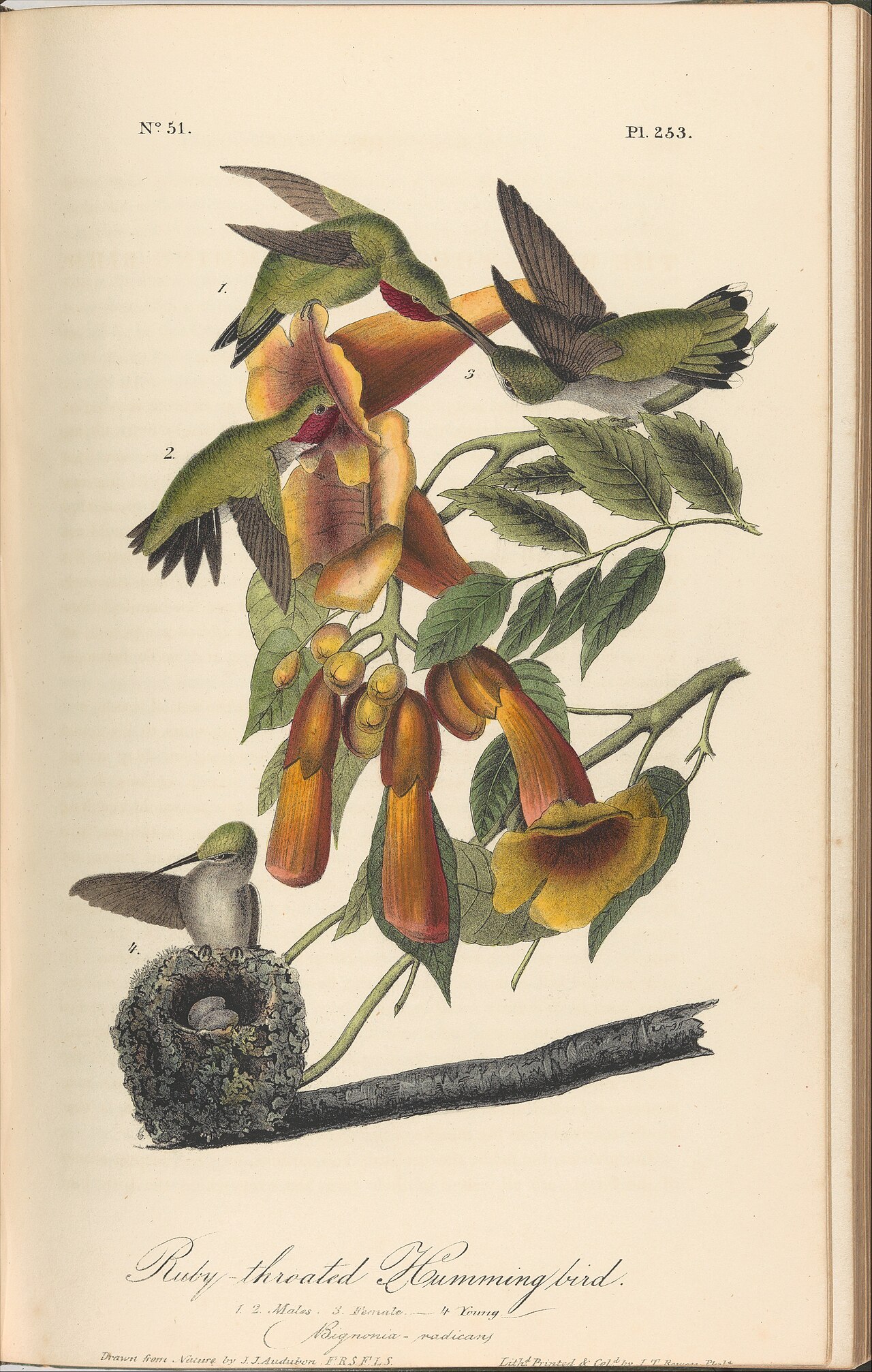 Hand-coloured plate of the Ruby-throated Hummingbird from Audubon's Birds of America