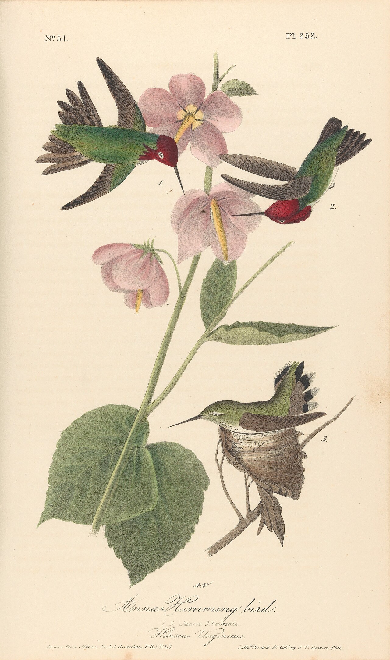 Audubon's plate of Anna's Hummingbird